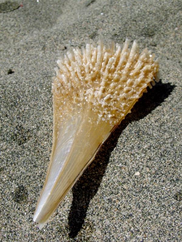 Pinna nobilis